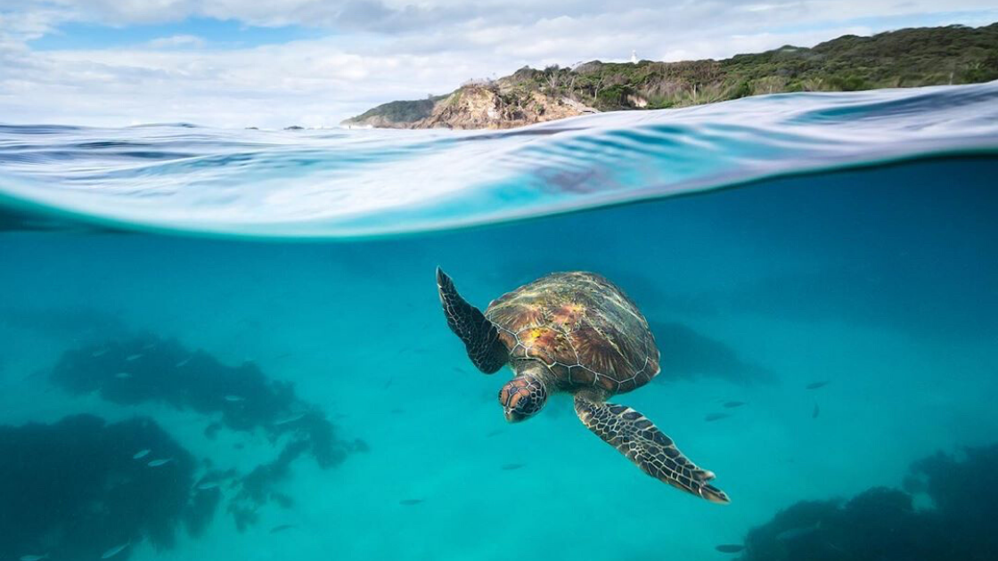 Turtle swims underwater